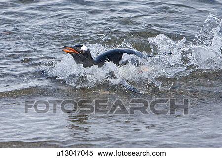 Stock Photography - Adult gentoo penguin (Pygoscelis papua) swimming in to the beach from sea in Neko Harbour in Andvord Bay, Antarctica. There are an estimated 80, 000 breeding gentoo penguin pairs in the Antarctic peninsula area with a total population estimate of around 3. Fotosearch