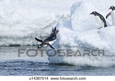 Adult gentoo penguins (Pygoscelis papua) jumping from an ice covered island at Mikkelsen Point on Trinity Island in the northern portion of the Gerlache Strait, Antarctica. Southern Ocean. There are an estimated 80, 000 breeding gentoo penguin pairs in the View Large Photo Image Picture - Adult gentoo penguins (Pygoscelis papua) jumping from an ice covered island at Mikkelsen Point on Trinity Island in the northern portion of the Gerlache Strait, Antarctica. Southern Ocean. There are an estimated 80, 000 breeding gentoo penguin pairs in the. Fotosearch