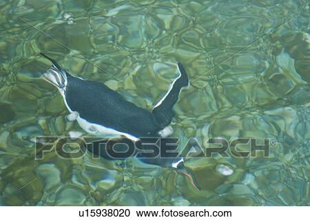 Stock Image - Adult gentoo penguins (Pygoscelis papua) swimming and on small growlers in Neko Harbour in Andvord Bay, Antarctica. There are an estimated 80, 000 breeding gentoo penguin pairs in the Antarctic peninsula area with a total population estimate of around 314. Fotosearch