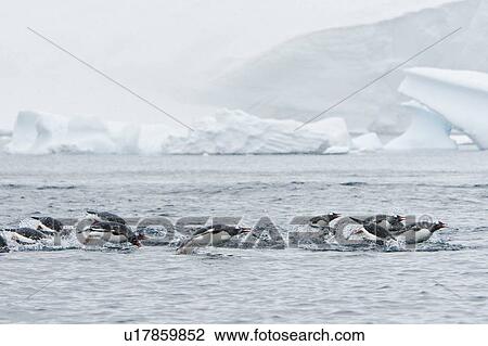 Adult gentoo penguins (Pygoscelis papua) porpoising at the northern end of the Errera Channel in Antarctica. Southern Ocean. There are an estimated 80, 000 breeding gentoo penguin pairs in the Antarctic peninsula area with a total population estimate of ar View Large Photo Image Stock Image - Adult gentoo penguins (Pygoscelis papua) porpoising at the northern end of the Errera Channel in Antarctica. Southern Ocean. There are an estimated 80, 000 breeding gentoo penguin pairs in the Antarctic peninsula area with a total population estimate of ar. Fotosearch