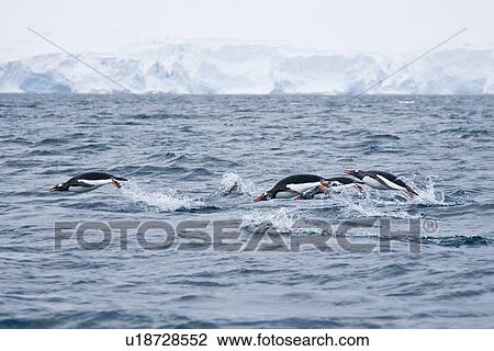 Adult gentoo penguins (Pygoscelis papua) near Port Lockroy, Antarctica. There are an estimated 80, 000 breeding gentoo penguin pairs in the Antarctic peninsula area with a total population estimate of around 314, 000 breeding pairs in all of Antarctica. View Large Photo Image Stock Image - Adult gentoo penguins (Pygoscelis papua) near Port Lockroy, Antarctica. There are an estimated 80, 000 breeding gentoo penguin pairs in the Antarctic peninsula area with a total population estimate of around 314, 000 breeding pairs in all of Antarctica. . Fotosearch