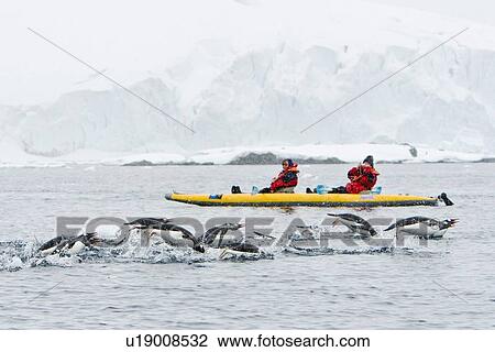 Adult gentoo penguins (Pygoscelis papua) porpoising amongst kayakers near Cuverville Island at the northern end of the Errera Channel in Antarctica. Southern Ocean. Model Release # KL1107 for kayakers. There are an estimated 80, 000 breeding gentoo penguin View Large Photo Image Stock Image - Adult gentoo penguins (Pygoscelis papua) porpoising amongst kayakers near Cuverville Island at the northern end of the Errera Channel in Antarctica. Southern Ocean. Model Release # KL1107 for kayakers. There are an estimated 80, 000 breeding gentoo penguin. Fotosearch