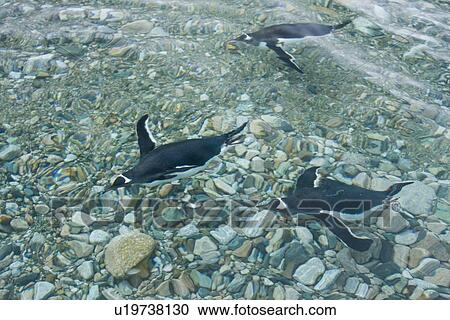 Stock Image - Adult gentoo penguins (Pygoscelis papua) swimming and on small growlers in Neko Harbour in Andvord Bay, Antarctica. There are an estimated 80, 000 breeding gentoo penguin pairs in the Antarctic peninsula area with a total population estimate of around 314. Fotosearch