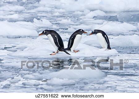 Stock Image - Adult gentoo penguins (Pygoscelis papua) swimming and playing on small growlers in Neko Harbour in Andvord Bay, Antarctica. There are an estimated 80, 000 breeding gentoo penguin pairs in the Antarctic peninsula area with a total population estimate of ar. Fotosearch