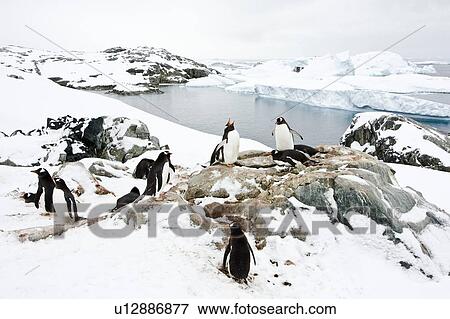 Adult gentoo penguins (Pygoscelis papua) nesting on Petermann Island, Antarctica. There are an estimated 80, 000 breeding gentoo penguin pairs in the Antarctic peninsula area with a total population estimate of around 314, 000 breeding pairs in all of Antar View Large Photo Image Stock Photo - Adult gentoo penguins (Pygoscelis papua) nesting on Petermann Island, Antarctica. There are an estimated 80, 000 breeding gentoo penguin pairs in the Antarctic peninsula area with a total population estimate of around 314, 000 breeding pairs in all of Antar. Fotosearch