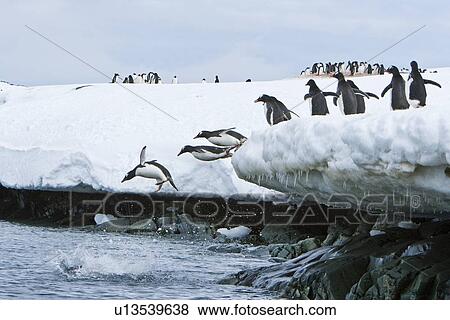 Stock Photo - Adult gentoo penguins (Pygoscelis papua) jumping from and onto ice covered island at Mikkelsen Point on Trinity Island in the northern portion of the Gerlache Strait, Antarctica. Southern Ocean. There are an estimated 80, 000 breeding gentoo penguin pairs . Fotosearch