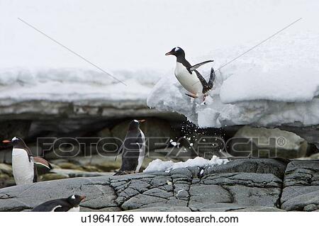 Stock Photograph - Adult gentoo penguins (Pygoscelis papua) leaping off ice shelf onto rocky shoreline in the Ererra Channel, Antarctica. There are an estimated 80, 000 breeding gentoo penguin pairs in the Antarctic peninsula area with a total population estimate of around 3. Fotosearch