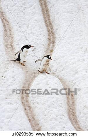 Adult gentoo penguins (Pygoscelis papua) going and returning from sea to feed along well-worn "penguin highways" carved into the snow and ice in Neko Harbour in Andvord Bay, Antarctica. These "highways" form in late spring as penguins repeatedly walk the View Large Photo Image Stock Photography - Adult gentoo penguins (Pygoscelis papua) going and returning from sea to feed along well-worn "penguin highways" carved into the snow and ice in Neko Harbour in Andvord Bay, Antarctica. These "highways" form in late spring as penguins repeatedly walk the . Fotosearch