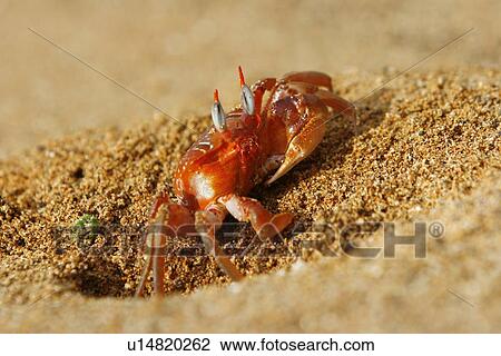 Stock Image - Adult ghost crabs (Ocypode sp. ) on the beach at Bartolome Island in the Galapagos Island Group, Ecuador. Pacific Ocean. These burrowing crabs sift through beach sand to feed at low tide and leave behind hundreds of small "sand balls" on the beach.. Fotosearch