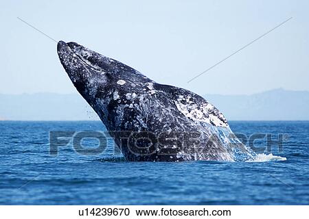 Adult gray whale breaching in San Ignacio Lagoon, Baja, Mexico. View Large Photo Image Stock Image - Adult gray whale breaching in San Ignacio Lagoon, Baja, Mexico.. Fotosearch