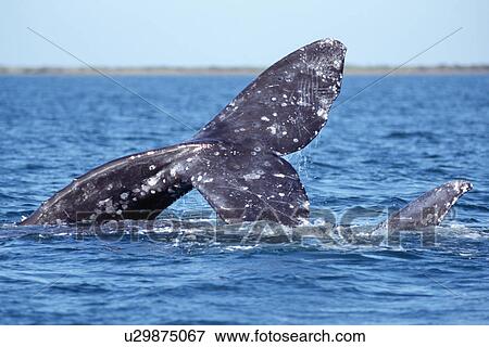Adult gray whale courtship. San Ignacio Lagoon, Baja, Mexico. View Large Photo Image Stock Photo - Adult gray whale courtship. San Ignacio Lagoon, Baja, Mexico.. Fotosearch
