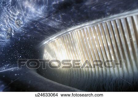 Adult Gray Whale (Eschrichtius robustus) baleen detail in San Ignacio Lagoon, Baja California Sur, Mexico. View Large Photo Image Picture - Adult Gray Whale (Eschrichtius robustus) baleen detail in San Ignacio Lagoon, Baja California Sur, Mexico.. Fotosearch