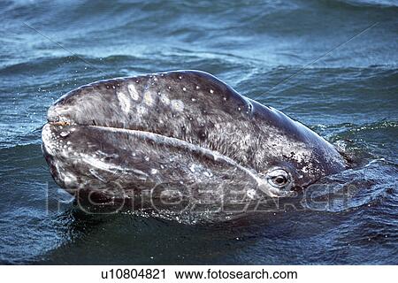 Adult Gray Whale, Eschrichtius robustus, eye detail, San Ignacio Lagoon, Baja, Mexico View Large Photo Image Stock Image - Adult Gray Whale, Eschrichtius robustus, eye detail, San Ignacio Lagoon, Baja, Mexico. Fotosearch