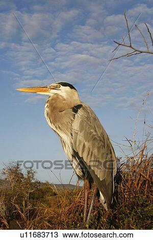 Stock Image - Adult great blue heron (Ardea herodias) at Puerto Egas on Santiago Island in the Galapagos Island Group, Ecuador. Pacific Ocean.. Fotosearch