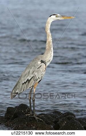 Stock Image - Adult great blue heron (Ardea herodias) stalking prey along the shoreline at Puerto Egas on Santiago Island in the Galapagos Island Group, Ecuador. Pacific Ocean.. Fotosearch