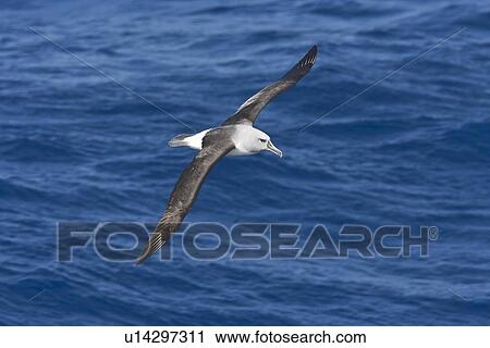 Adult grey-headed albatross (Thalassarche chrysostoma) in flight in the Drake passage between South America and the Antarctic peninsula. View Large Photo Image Stock Image - Adult grey-headed albatross (Thalassarche chrysostoma) in flight in the Drake passage between South America and the Antarctic peninsula.. Fotosearch