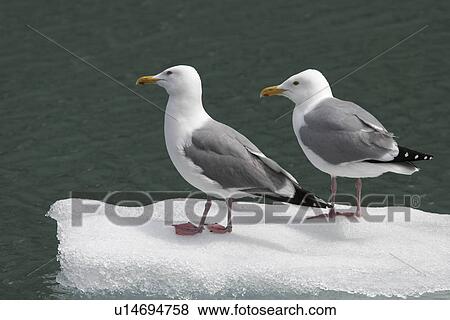 Adult Gull (Larus spp. ) resting on calved ice from the Sawyer Glacier in Tracy Arm, Southeast Alaska, USA. View Large Photo Image Stock Photo - Adult Gull (Larus spp. ) resting on calved ice from the Sawyer Glacier in Tracy Arm, Southeast Alaska, USA.. Fotosearch