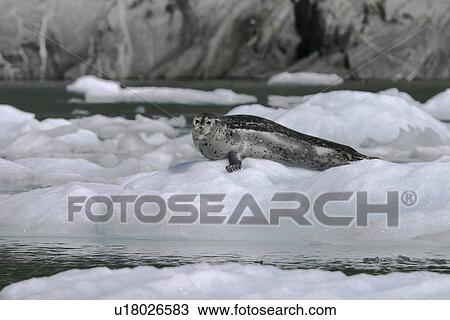Stock Image - Adult harbor seal (Phoca vitulina) hauled out on ice calved from the Sawyer Glacier in Tracy Arm, Southeast Alaska, USA.. Fotosearch