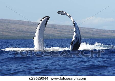 Picture - Adult humpback Whale (Megaptera novaeangliae) pectoral fin slapping in the AuAu Channel, Maui, Hawaii, USA. Pacific Ocean.. Fotosearch