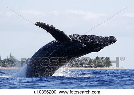 Stock Image - Adult humpback Whale (Megaptera novaeangliae) breaching near Mala Wharf in the AuAu Channel, Maui, Hawaii, USA. Pacific Ocean.. Fotosearch