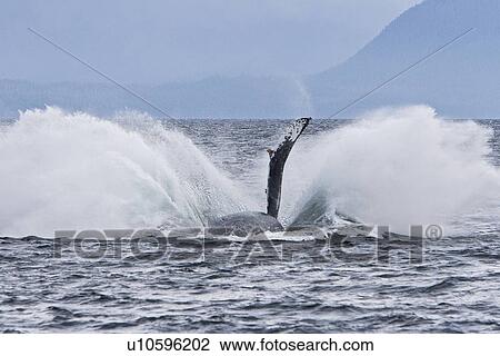 Stock Image - Adult humpback whale (Megaptera novaeangliae) breaching and head-lunging along the eastern shore of Chichagof Island in Southeastern Alaska, USA. Pacific Ocean. This animal may be breaching as part of a display after leaving a bubble-net feeding group wit. Fotosearch