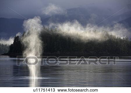 Adult humpback whale (Megaptera novaeangliae) surfacing in the mist shrouded waters of Hobart Bay, Southeast Alaska, USA. Pacific Ocean. View Large Photo Image Stock Image - Adult humpback whale (Megaptera novaeangliae) surfacing in the mist shrouded waters of Hobart Bay, Southeast Alaska, USA. Pacific Ocean.. Fotosearch