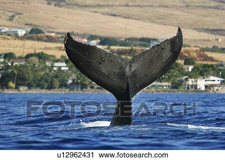 Stock Image - Adult humpback whale (Megaptera novaeangliae) tail-slapping off Mala Wharf in the AuAu Channel, Maui, Hawaii, USA. Pacific Ocean.. Fotosearch