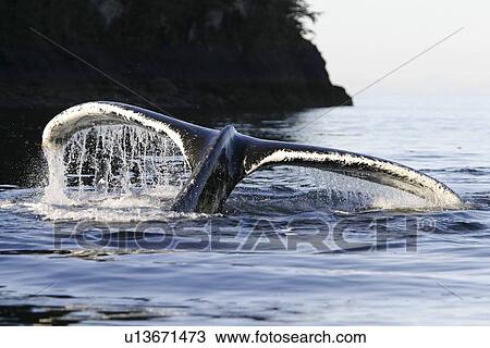 Adult Humpback Whale (Megaptera novaeangliae) fluke-up dive in Frederick Sound, Southeast Alaska, USA. Pacific Ocean. View Large Photo Image Stock Image - Adult Humpback Whale (Megaptera novaeangliae) fluke-up dive in Frederick Sound, Southeast Alaska, USA. Pacific Ocean.. Fotosearch