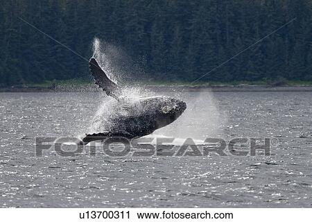 Adult humpback whale (Megaptera novaeangliae) breaching and head-lunging along the eastern shore of Chichagof Island in Southeastern Alaska, USA. Pacific Ocean. This animal may be breaching as part of a display after leaving a bubble-net feeding group wit View Large Photo Image Stock Image - Adult humpback whale (Megaptera novaeangliae) breaching and head-lunging along the eastern shore of Chichagof Island in Southeastern Alaska, USA. Pacific Ocean. This animal may be breaching as part of a display after leaving a bubble-net feeding group wit. Fotosearch