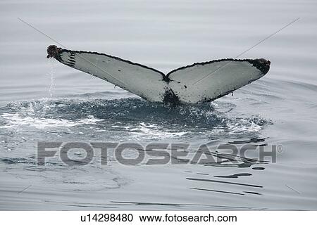 Adult humpback whale (Megaptera novaeangliae) fluke-up dive in Dallmann Bay near the Antarctic Peninsula. View Large Photo Image Stock Image - Adult humpback whale (Megaptera novaeangliae) fluke-up dive in Dallmann Bay near the Antarctic Peninsula.. Fotosearch
