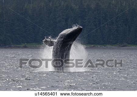 Adult humpback whale (Megaptera novaeangliae) breaching and head-lunging along the eastern shore of Chichagof Island in Southeastern Alaska, USA. Pacific Ocean. This animal may be breaching as part of a display after leaving a bubble-net feeding group wit View Large Photo Image Stock Image - Adult humpback whale (Megaptera novaeangliae) breaching and head-lunging along the eastern shore of Chichagof Island in Southeastern Alaska, USA. Pacific Ocean. This animal may be breaching as part of a display after leaving a bubble-net feeding group wit. Fotosearch