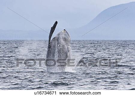 Stock Image - Adult humpback whale (Megaptera novaeangliae) breaching and head-lunging along the eastern shore of Chichagof Island in Southeastern Alaska, USA. Pacific Ocean. This animal may be breaching as part of a display after leaving a bubble-net feeding group wit. Fotosearch