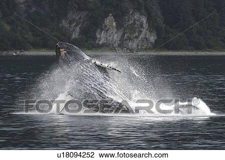 Stock Image - Adult humpback whale (Megaptera novaeangliae) breaching in Southeast Alaska, USA. Pacific Ocean.. Fotosearch
