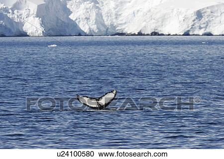 Adult humpback whale (Megaptera novaeangliae) fluke-up dive near the Antarctic Peninsula. View Large Photo Image Stock Image - Adult humpback whale (Megaptera novaeangliae) fluke-up dive near the Antarctic Peninsula.. Fotosearch