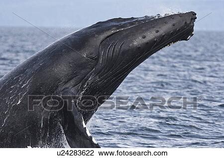 Adult humpback whale (Megaptera novaeangliae) breaching and head-lunging along the eastern shore of Chichagof Island in Southeastern Alaska, USA. Pacific Ocean. This animal may be breaching as part of a display after leaving a bubble-net feeding group wit View Large Photo Image Stock Image - Adult humpback whale (Megaptera novaeangliae) breaching and head-lunging along the eastern shore of Chichagof Island in Southeastern Alaska, USA. Pacific Ocean. This animal may be breaching as part of a display after leaving a bubble-net feeding group wit. Fotosearch