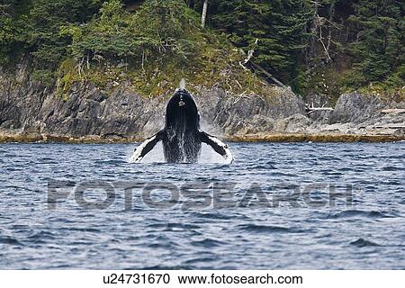 Adult humpback whale (Megaptera novaeangliae) breaching and head-lunging along the eastern shore of Chichagof Island in Southeastern Alaska, USA. Pacific Ocean. This animal may be breaching as part of a display after leaving a bubble-net feeding group wit View Large Photo Image Stock Image - Adult humpback whale (Megaptera novaeangliae) breaching and head-lunging along the eastern shore of Chichagof Island in Southeastern Alaska, USA. Pacific Ocean. This animal may be breaching as part of a display after leaving a bubble-net feeding group wit. Fotosearch