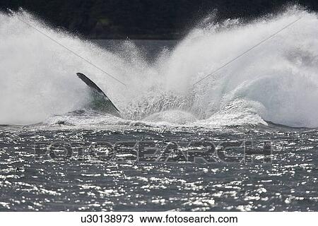 Adult humpback whale (Megaptera novaeangliae) breaching and head-lunging along the eastern shore of Chichagof Island in Southeastern Alaska, USA. Pacific Ocean. This animal may be breaching as part of a display after leaving a bubble-net feeding group wit View Large Photo Image Stock Image - Adult humpback whale (Megaptera novaeangliae) breaching and head-lunging along the eastern shore of Chichagof Island in Southeastern Alaska, USA. Pacific Ocean. This animal may be breaching as part of a display after leaving a bubble-net feeding group wit. Fotosearch