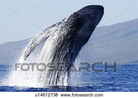 Stock Photo - Adult humpback Whale (Megaptera novaeangliae) breaching near Mala Wharf in the AuAu Channel, Maui, Hawaii, USA. Pacific Ocean.. Fotosearch