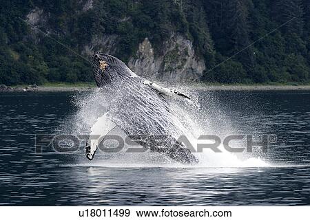 Stock Photo - Adult Humpback Whale (Megaptera novaeangliae) breaching off Point Adolphus in Southeast Alaska, USA. Pacific Ocean.. Fotosearch