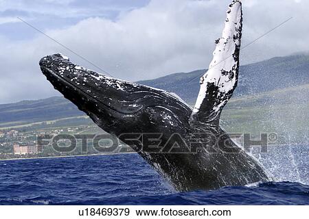 Stock Photo - Adult Humpback Whale (Megaptera novaeangliae) breaching in the AuAu Channel, Maui, Hawaii, USA.. Fotosearch