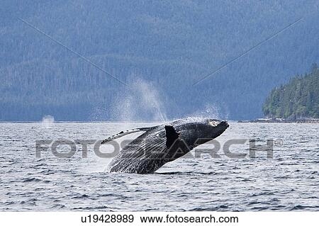 Adult humpback whale (Megaptera novaeangliae) breaching and head-lunging along the eastern shore of Chichagof Island in Southeastern Alaska, USA. Pacific Ocean. This animal may be breaching as part of a display after leaving a bubble-net feeding group wit View Large Photo Image Stock Photo - Adult humpback whale (Megaptera novaeangliae) breaching and head-lunging along the eastern shore of Chichagof Island in Southeastern Alaska, USA. Pacific Ocean. This animal may be breaching as part of a display after leaving a bubble-net feeding group wit. Fotosearch