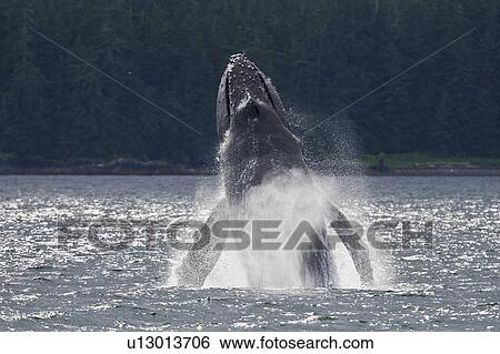 Adult humpback whale (Megaptera novaeangliae) breaching and head-lunging along the eastern shore of Chichagof Island in Southeastern Alaska, USA. Pacific Ocean. This animal may be breaching as part of a display after leaving a bubble-net feeding group wit View Large Photo Image Stock Photograph - Adult humpback whale (Megaptera novaeangliae) breaching and head-lunging along the eastern shore of Chichagof Island in Southeastern Alaska, USA. Pacific Ocean. This animal may be breaching as part of a display after leaving a bubble-net feeding group wit. Fotosearch