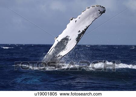 Adult Humpback Whale (Megaptera novaeangliae) pec-slapping in the AuAu Channel, Maui, Hawaii, USA. View Large Photo Image Stock Photography - Adult Humpback Whale (Megaptera novaeangliae) pec-slapping in the AuAu Channel, Maui, Hawaii, USA.. Fotosearch