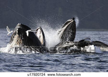 Picture - Adult Humpback Whales (Megaptera novaeangliae) cooperative bubble-net feeding for herring in Iyoukeen Bay, Chichagof Island, Southeast Alaska.. Fotosearch