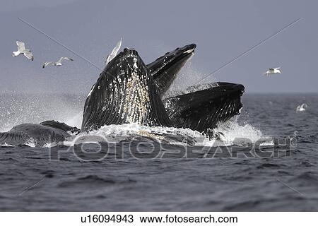 Adult Humpback Whales (Megaptera novaeangliae) cooperative bubble-net feeding for herring in Iyoukeen Bay, Chichagof Island, Southeast Alaska. View Large Photo Image Stock Image - Adult Humpback Whales (Megaptera novaeangliae) cooperative bubble-net feeding for herring in Iyoukeen Bay, Chichagof Island, Southeast Alaska.. Fotosearch