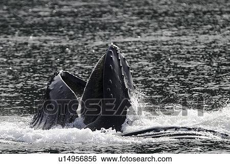 Stock Photograph - Adult Humpback Whales (Megaptera novaeangliae) cooperatively bubble-net feeding in Stephens Passage, Southeast Alaska, USA. Pacific Ocean.. Fotosearch