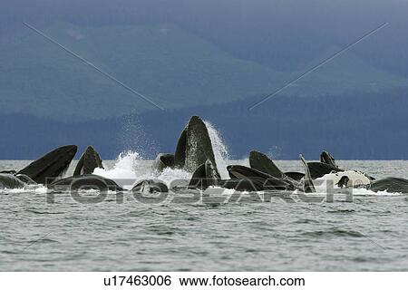 Adult humpback whales (Megaptera novaeangliae) cooperatively bubble-net feeding in Freshwater Bay on Chichagof Island in Southeast Alaska, USA. Pacific Ocean. This event lasted over three hours with as many as 16 whales and as few as 12 in any given bubbl View Large Photo Image Stock Photograph - Adult humpback whales (Megaptera novaeangliae) cooperatively bubble-net feeding in Freshwater Bay on Chichagof Island in Southeast Alaska, USA. Pacific Ocean. This event lasted over three hours with as many as 16 whales and as few as 12 in any given bubbl. Fotosearch