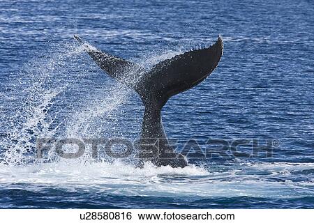 Adult humpback whales (Megaptera novaeangliae) in Dahlman Bay, South Shetland Island Group, just north of the Antarctic Peninsula. Humpback whale populations here are severely depleated from over fishing during the 20th century modern era whaling efforts. View Large Photo Image Stock Photograph - Adult humpback whales (Megaptera novaeangliae) in Dahlman Bay, South Shetland Island Group, just north of the Antarctic Peninsula. Humpback whale populations here are severely depleated from over fishing during the 20th century modern era whaling efforts.. Fotosearch