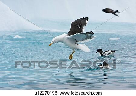 Adult kelp gull (Larus dominicanus) feeding after an iceberg has split near Port Lockroy near the Antarctic peninsula in the southern ocean. This is the only gull regularly found in the Antarctic peninsula to a lattitude of 68 degrees south. View Large Photo Image Stock Photo - Adult kelp gull (Larus dominicanus) feeding after an iceberg has split near Port Lockroy near the Antarctic peninsula in the southern ocean. This is the only gull regularly found in the Antarctic peninsula to a lattitude of 68 degrees south.. Fotosearch