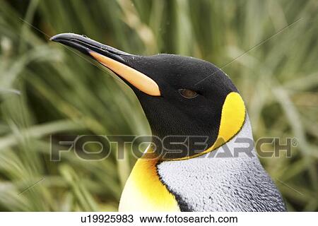 Adult King Penguin (Aptenodytes patagonicus) head detail on South Georgia Island, southern Atlantic Ocean. View Large Photo Image Stock Image - Adult King Penguin (Aptenodytes patagonicus) head detail on South Georgia Island, southern Atlantic Ocean.. Fotosearch